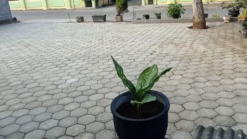 biaya pasang paving bogor